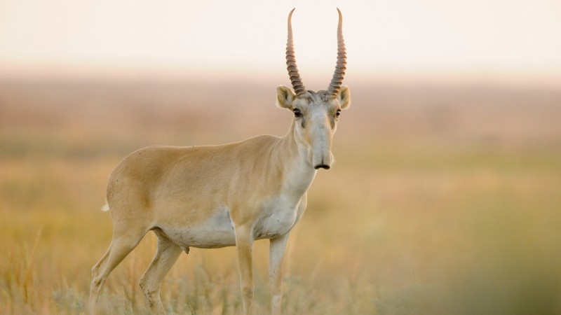 sharga manhan mongolian saiga