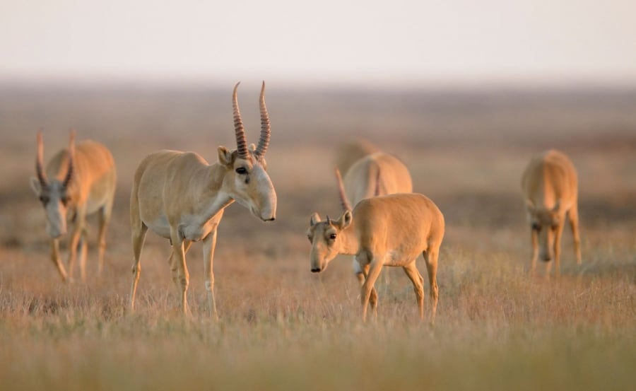 mongolian gazelle