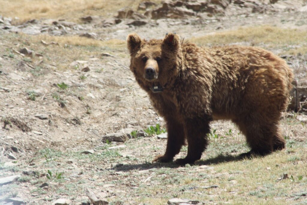Gobi Bear Mazaalai