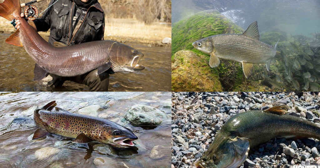 mongolian fishes