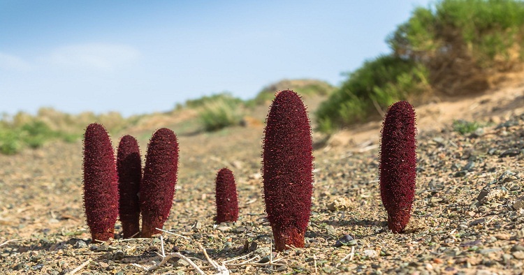 Gobi Desert Plants